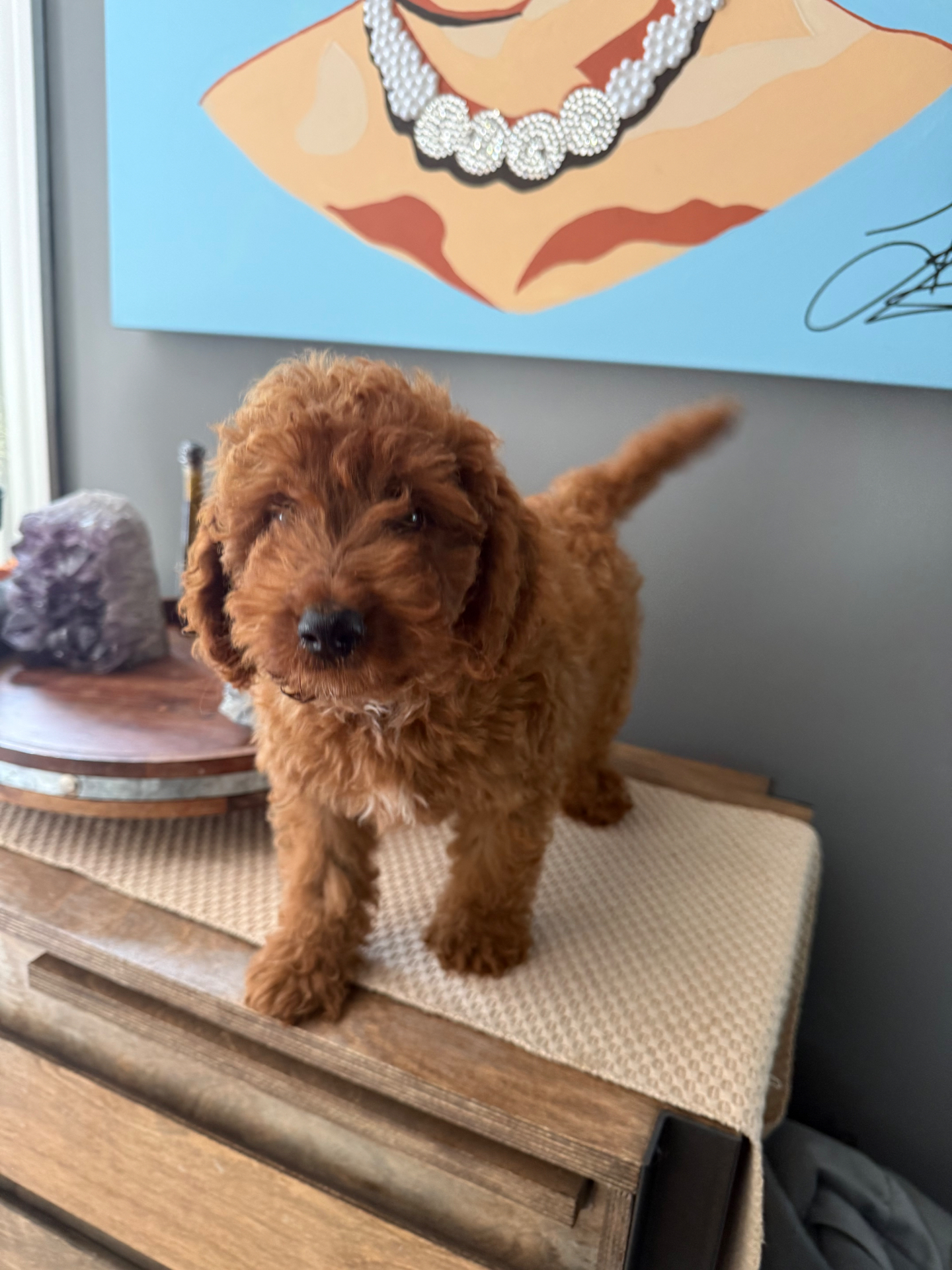 Maverick, Miniature Goldendoodle puppy