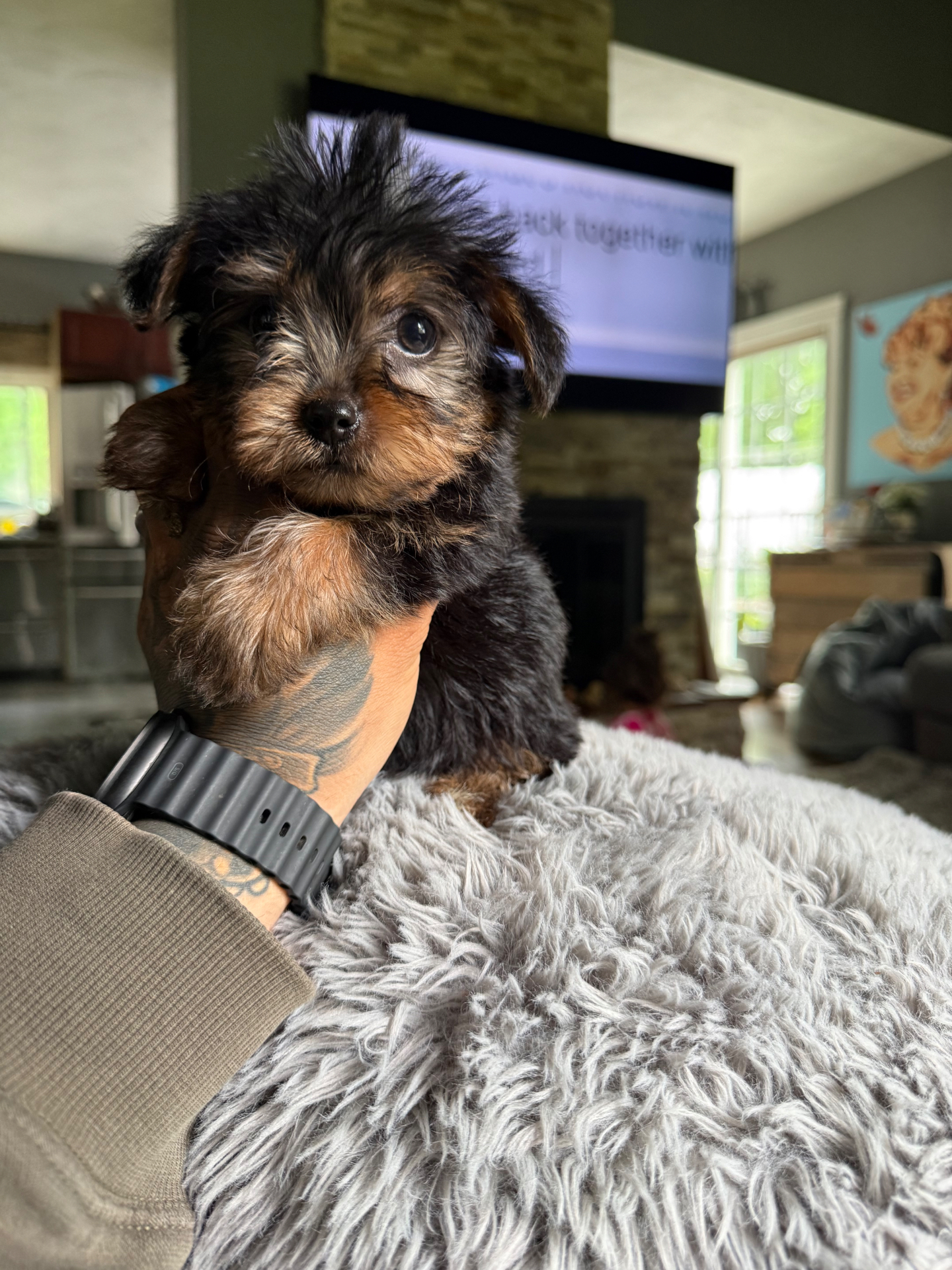 Chase, Yorkshire Terrier puppy