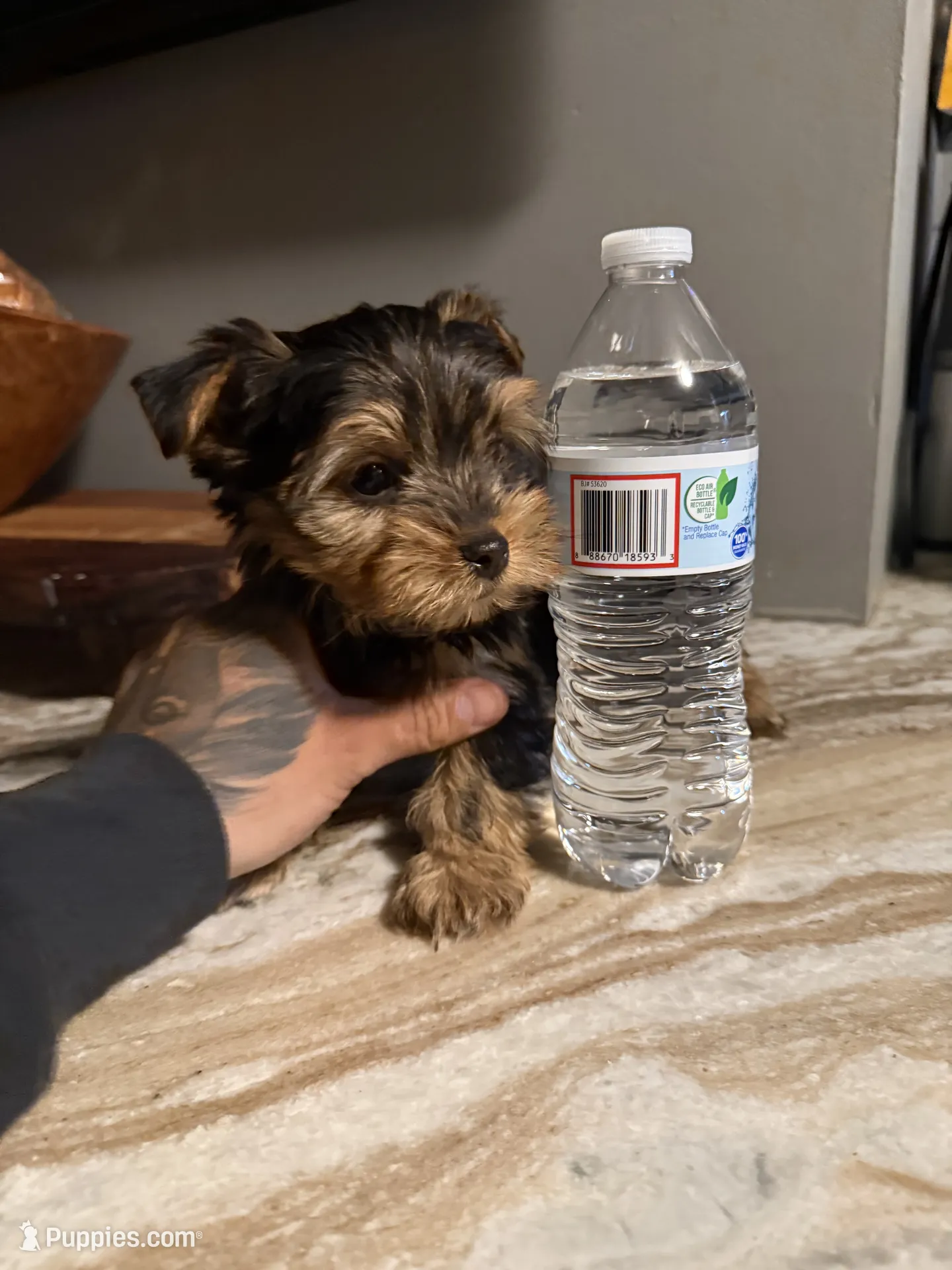 Jackson, Yorkshire Terrier puppy