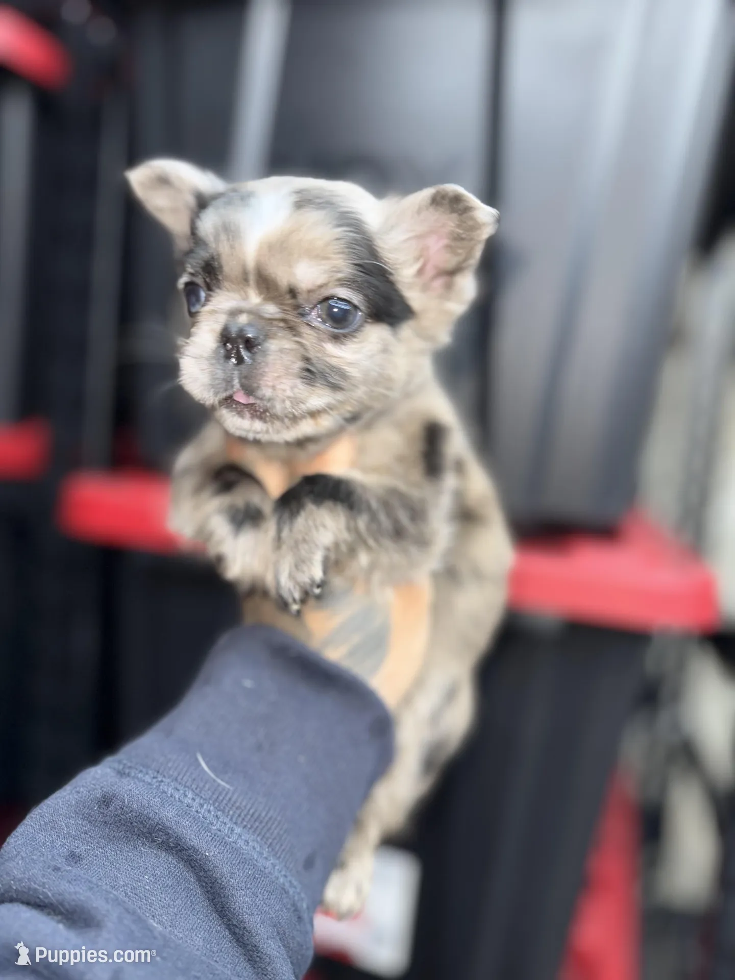 Jasmine, French Bulldog puppy