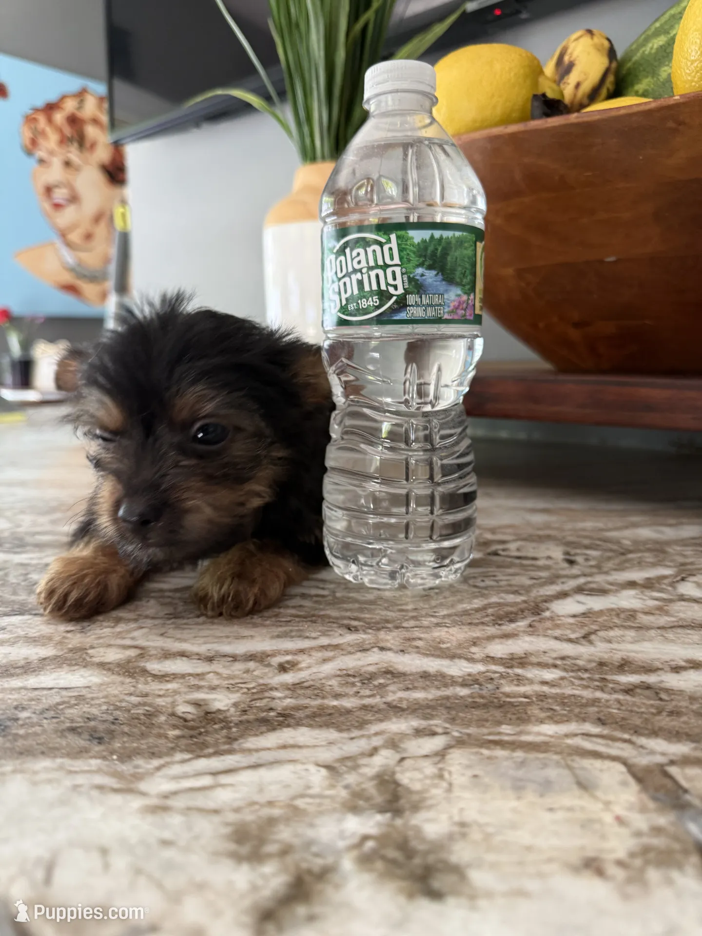 Milo, Yorkshire Terrier puppy