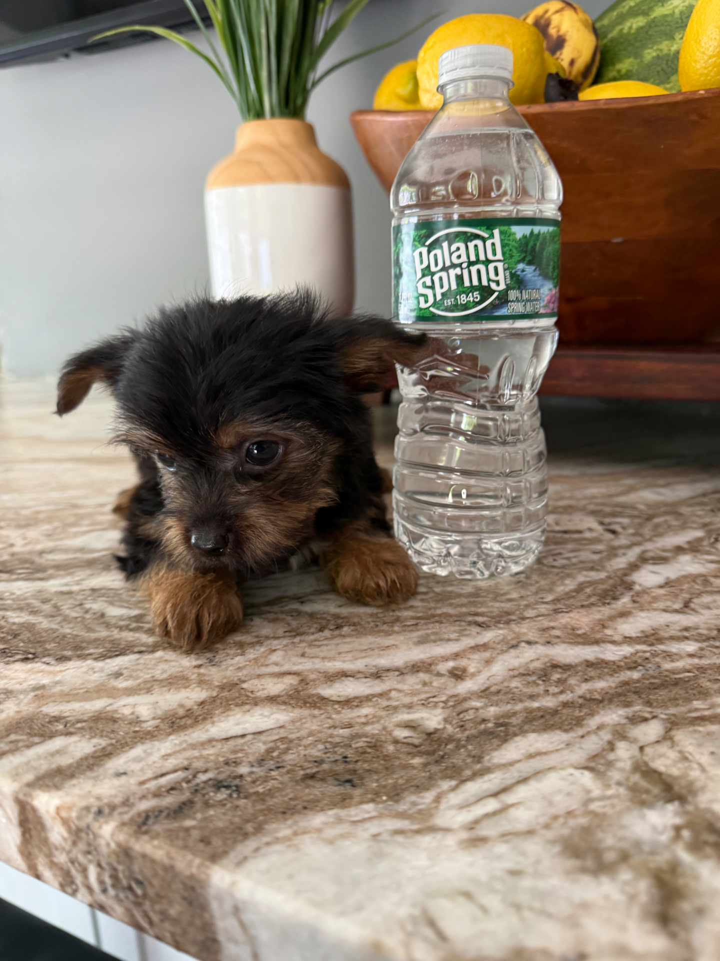 Tito, Yorkshire Terrier puppy